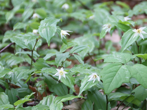 Disporum smilacinum