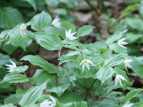 Disporum smilacinum