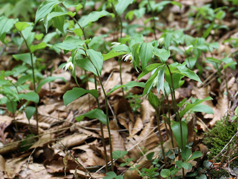 Disporum smilacinum