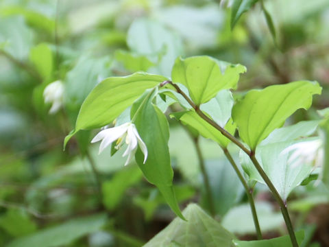 Disporum smilacinum