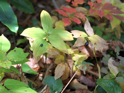 Disporum smilacinum