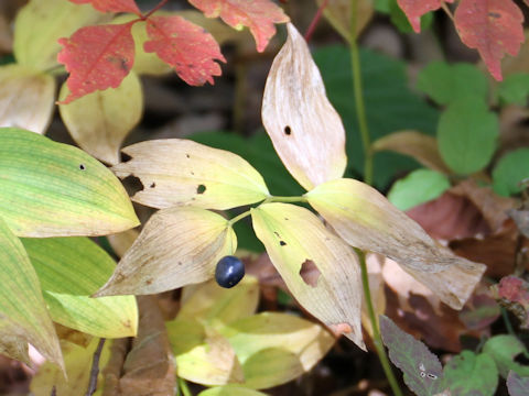 Disporum smilacinum