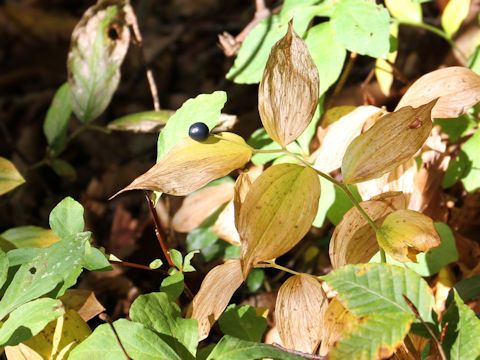 Disporum smilacinum