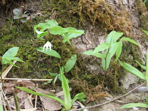 Disporum smilacinum