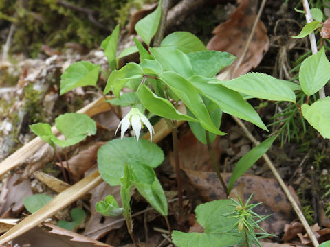 Disporum smilacinum