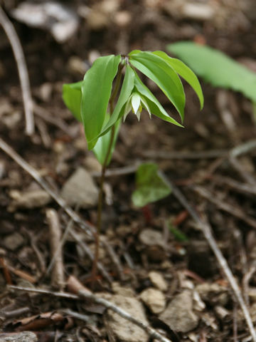 Disporum smilacinum