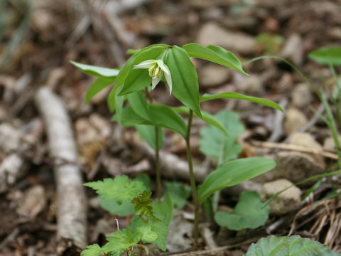 Disporum smilacinum