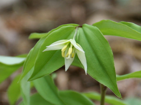 Disporum smilacinum