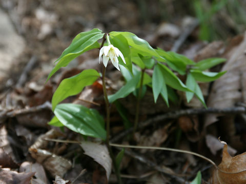 Disporum smilacinum