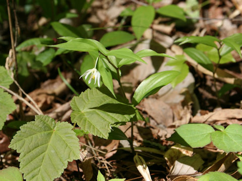 Disporum smilacinum