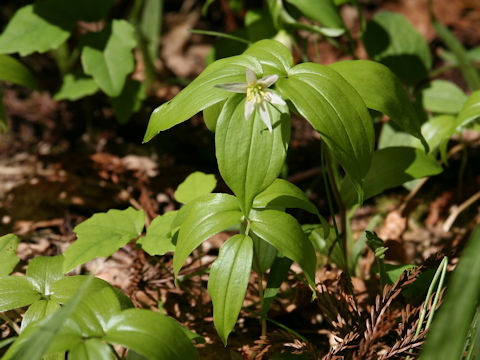 Disporum smilacinum