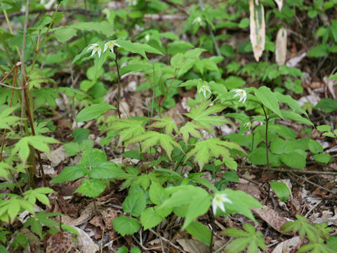 Disporum smilacinum