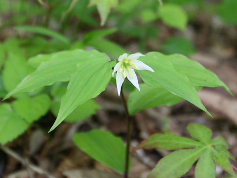 Disporum smilacinum