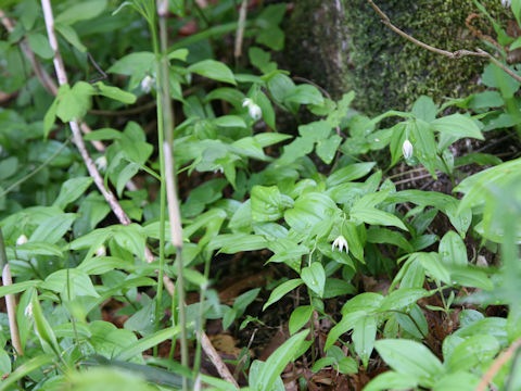 Disporum smilacinum