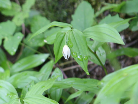 Disporum smilacinum