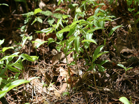 Disporum smilacinum