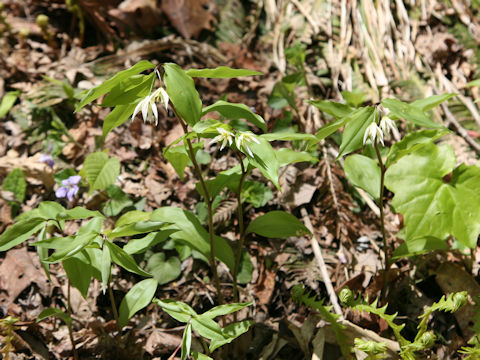 Disporum smilacinum