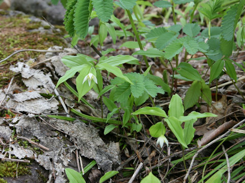 Disporum smilacinum