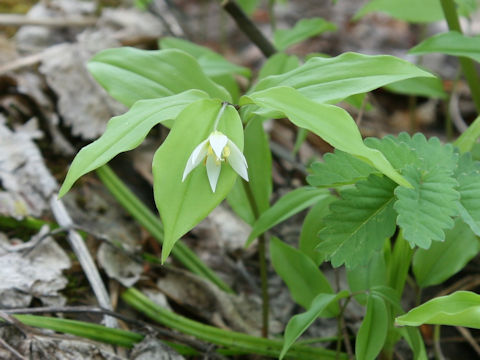 Disporum smilacinum