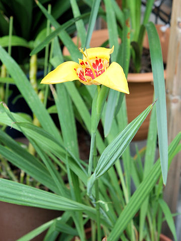 Tigridia pavonia