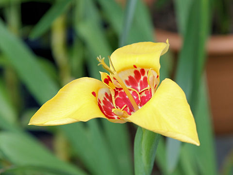 Tigridia pavonia