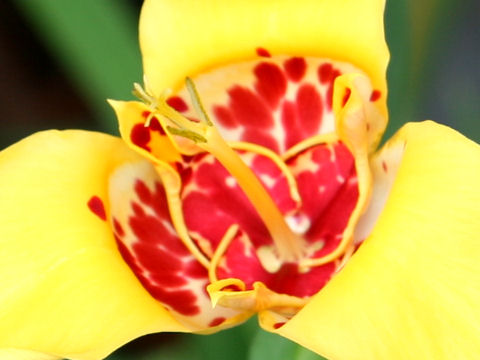 Tigridia pavonia