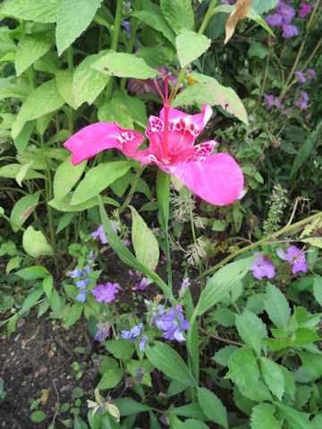 Tigridia pavonia