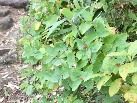 Lonicera chamissoi