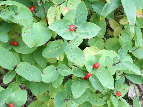 Lonicera chamissoi