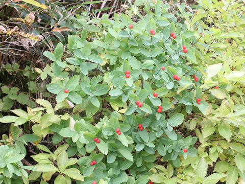 Lonicera chamissoi