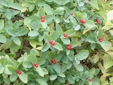 Lonicera chamissoi