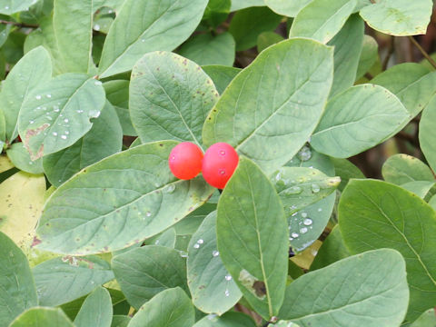 Lonicera chamissoi