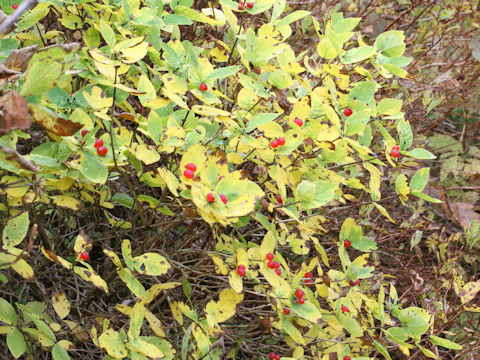 Lonicera chamissoi