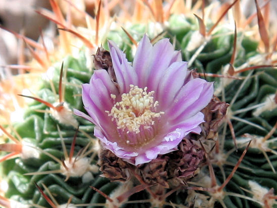 Stenocactus zacatecasensis