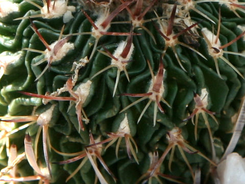 Stenocactus zacatecasensis