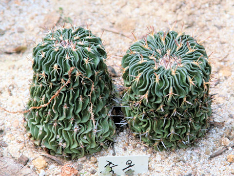 Stenocactus zacatecasensis