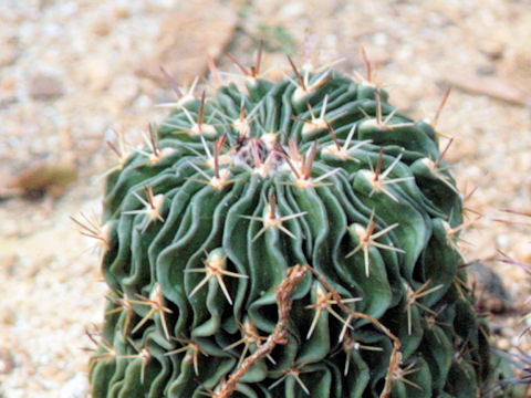 Stenocactus zacatecasensis