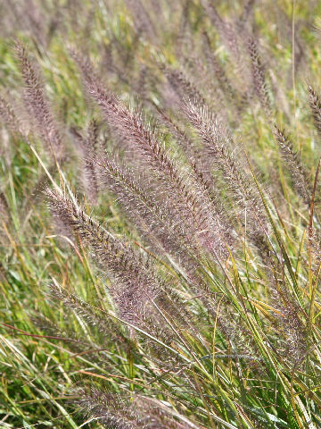 Pennisetum alopecuroides