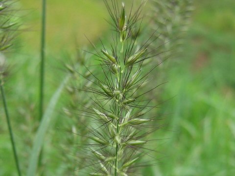 Pennisetum alopecuroides