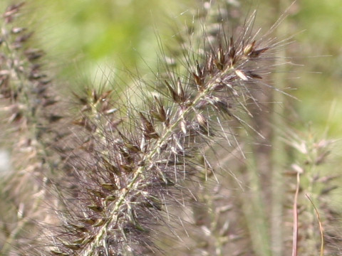Pennisetum alopeculoides