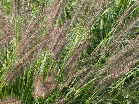 Pennisetum alopecuroides