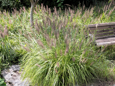 Pennisetum alopecuroides