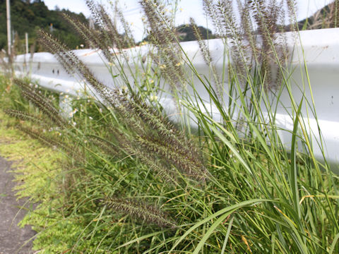 Pennisetum alopecuroides