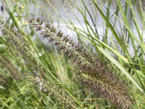 Pennisetum alopecuroides