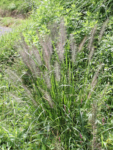 Pennisetum alopecuroides