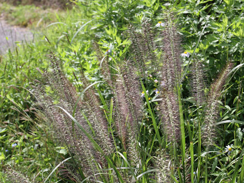 Pennisetum alopecuroides