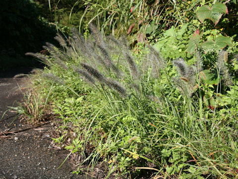 Pennisetum alopecuroides