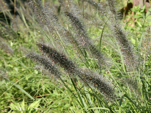 Pennisetum alopecuroides