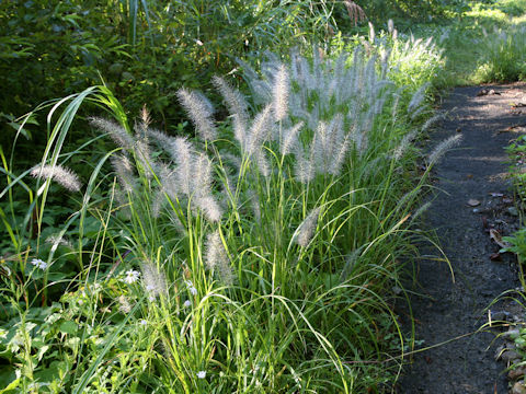 Pennisetum alopecuroides