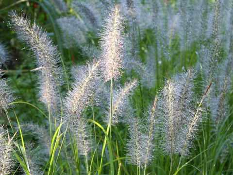 Pennisetum alopecuroides